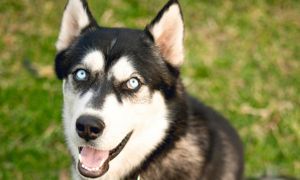 Rescue Dog Saves Guardian From Deadly Carbon Monoxide Leak