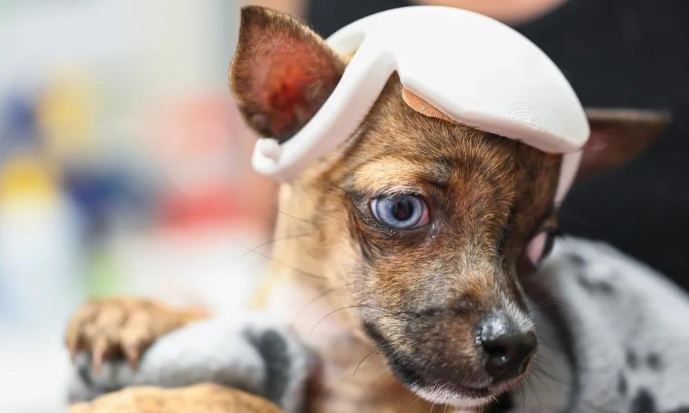 Shelter Puppy With Rare Condition Gets Customized 3D Helmet