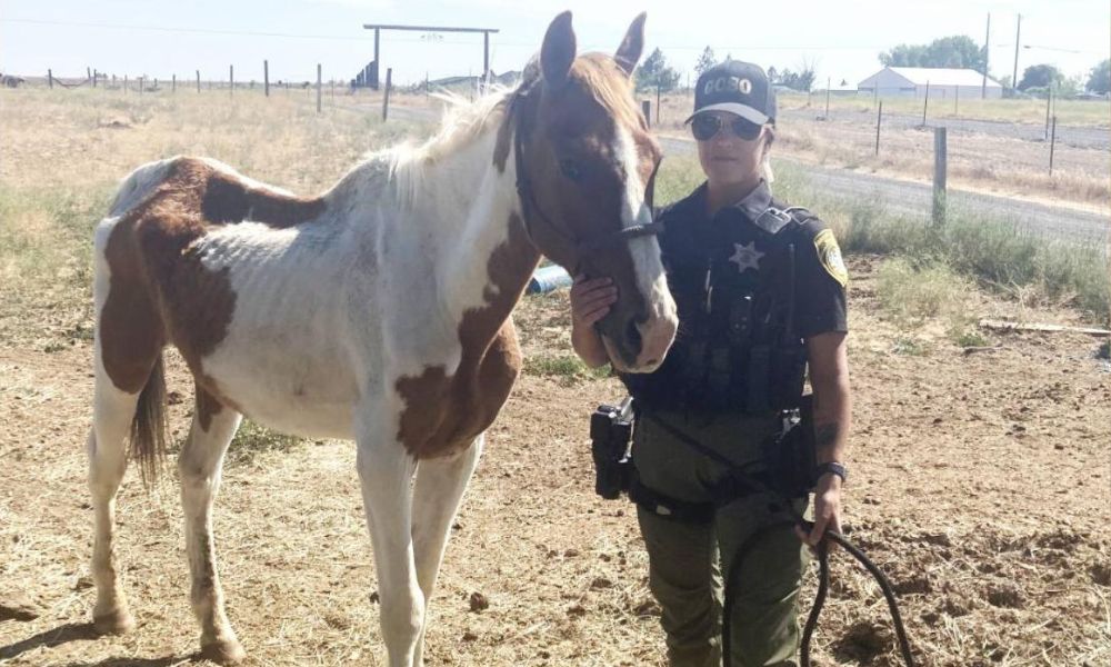 Sick, starved horse standing next to Sheriff's Deputy