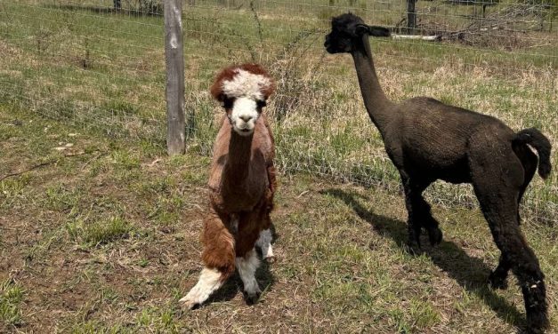 LFT Helps Fund Emergency Barn Repairs at Sanctuary to Aid Adorable Alpacas and Dozens of Other Rescued Animals