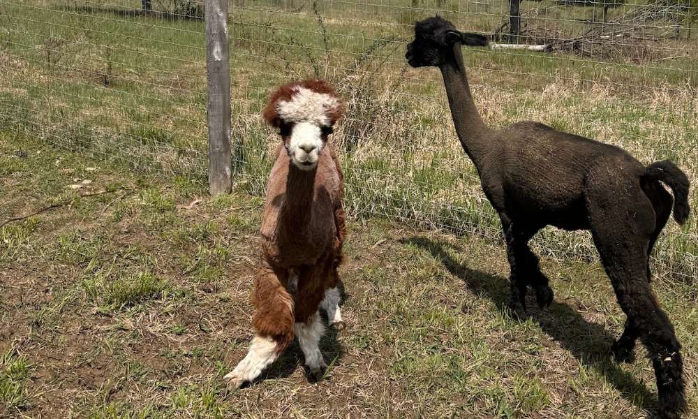 two alpacas at the sanctuary outdoors