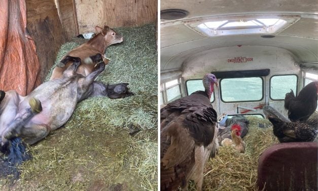SIGN: Justice for Dogs, Pony, and Dozens of Other Animals Found on Suspected ‘Bestiality Bus’