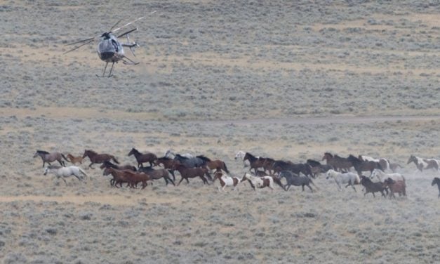 13 Wild Horses Dead After Being Chased by Helicopters in Wyoming Roundup