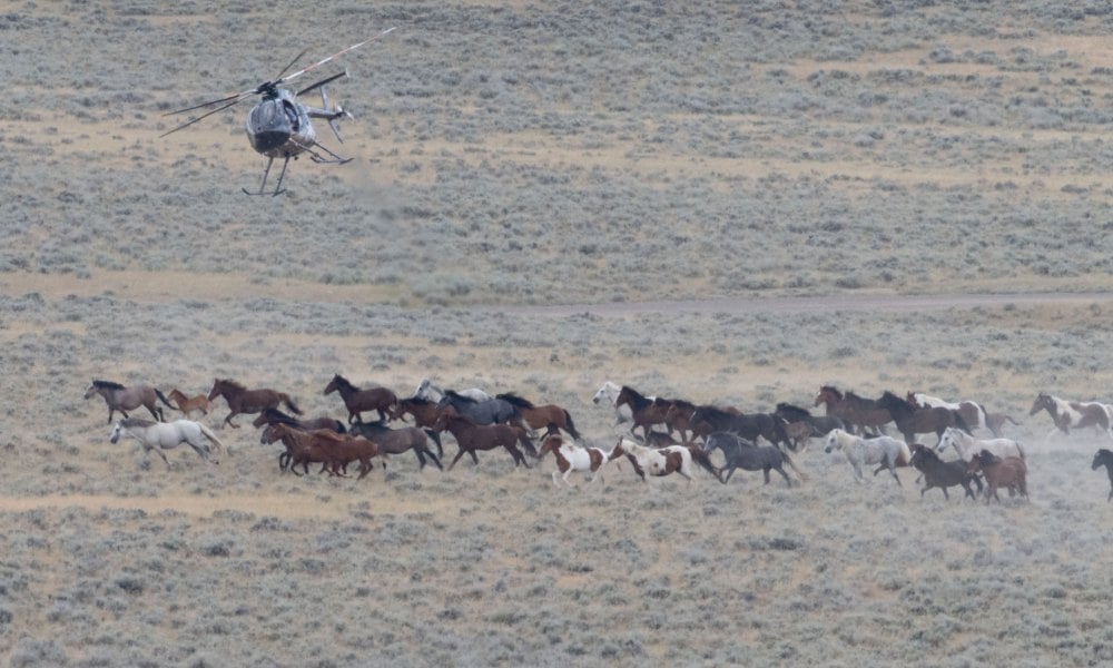A helicopter flying low over a herd of horses