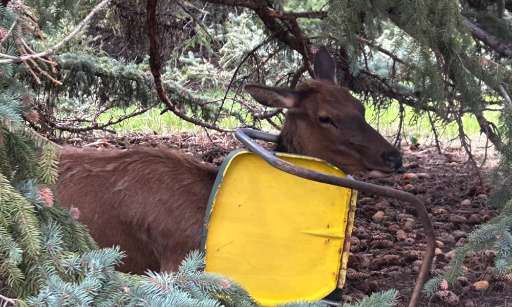 elk with chair around neck