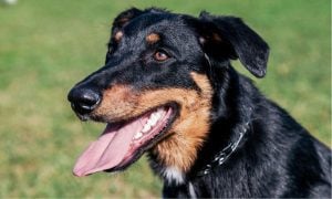 A black and tan dog at 3/4 profile looks happy with open mouth and tounge hanging out. There is grass in the background.