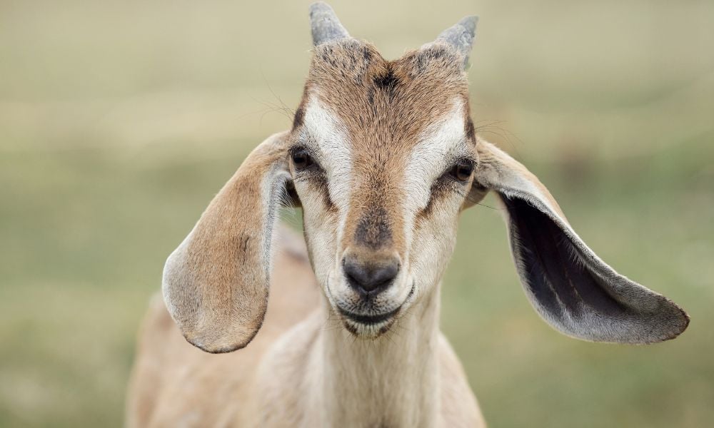 goat with floppy ears looks at camera