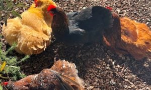 Four chickens from Isla Vista Community Services District’s Compost Collective