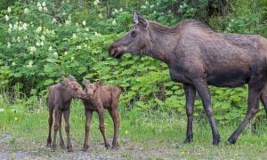 a moose family stands together in front of greenery