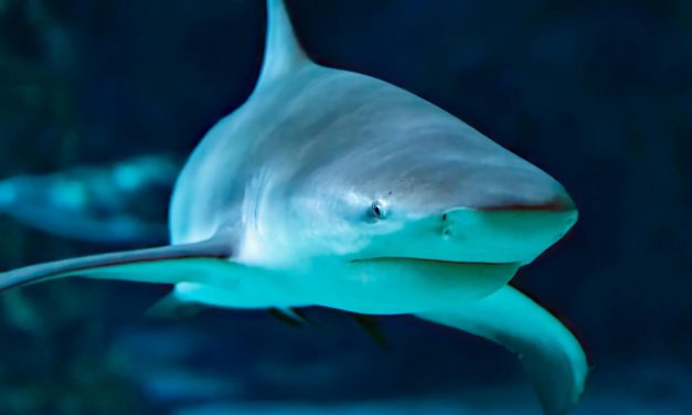 New York Bans Brutal Fishing Hooks That Can Get Stuck in Sharks’ Bodies For the Rest of Their Lives