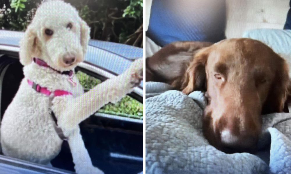 two of the dogs who died at the facility are pictured while still alive.