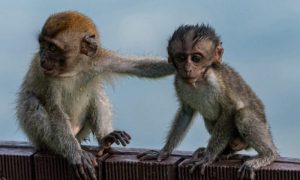 baby macaques