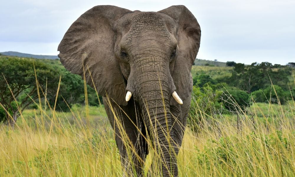 Elephant standing in tall grasses