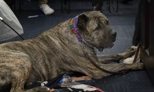 Rescue dog Ethan listening