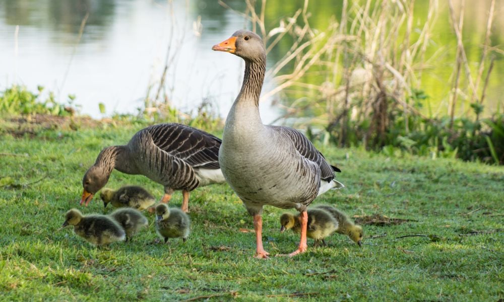 Geese family in wild