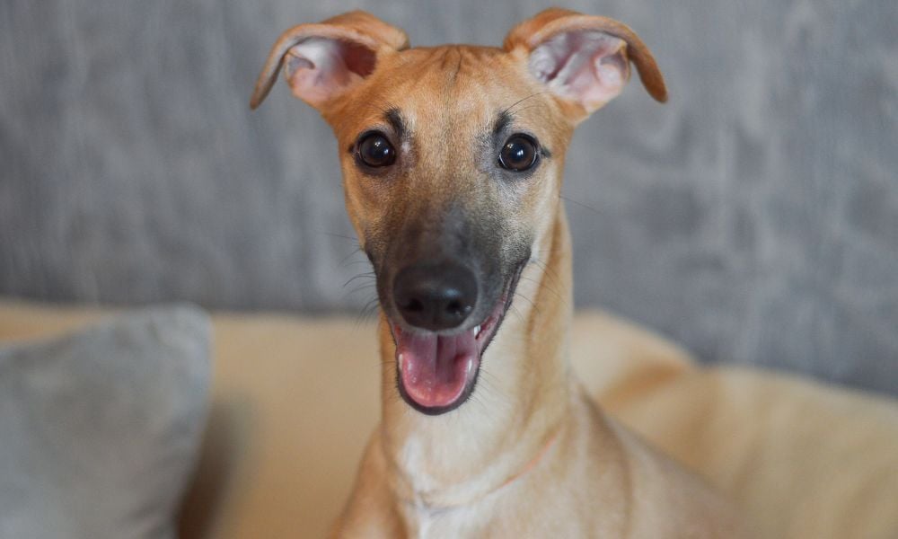 happy whippet