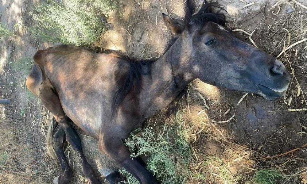 Justice for the horses left to die in the Arizona desert