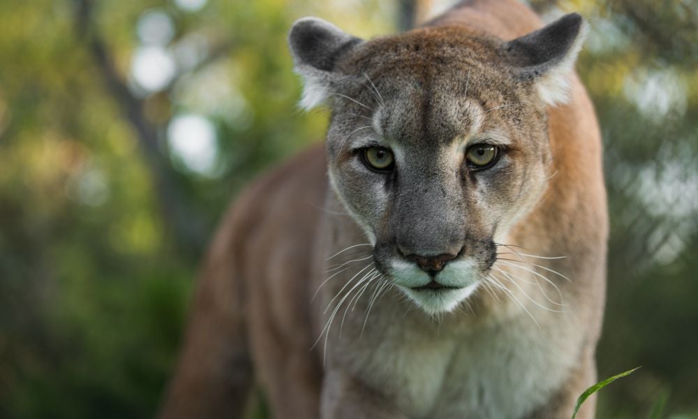 Mountain lion in wild staring at camera