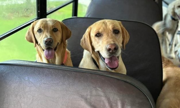 Pup Who Went Viral for Chasing After Doggy Daycare Bus Has Found His Forever Home