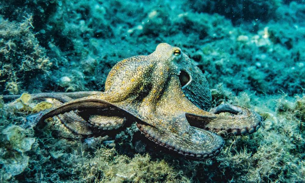 Octopus on ocean floor