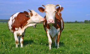 Two cows in a field