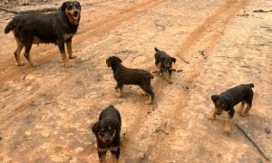 Mama rottweiler and puppies