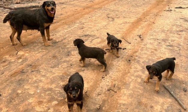 Mama Dog & Puppies Trapped by Wildfire Rescued by Man Who Ran 1.5 Miles To Save Them