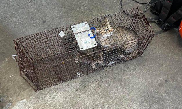 Mama Cat & Five Kittens Rescued From Walls & Ceiling of Transit Station