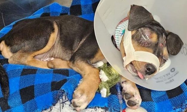 SIGN: Justice for 10-Week-Old Puppy Brutally Beaten & Abandoned