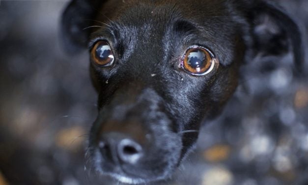 SIGN: Urge Richmond to Ban Abusers From Having Any Animals for at Least Five Years