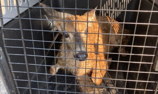 Fawn Rescued From Drowning by Oregon Animal Control