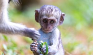 a baby monkey in the wild
