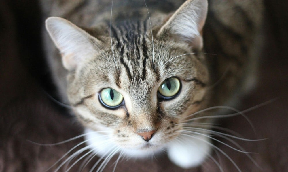 cat with big green eyes