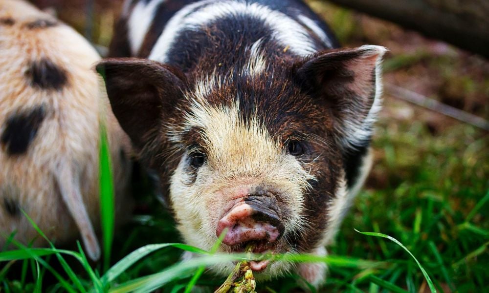 White and Black Piglet on Grass