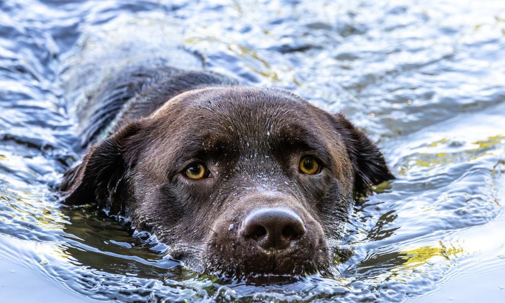 a lab dog in water