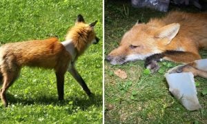 Red fox with plastic around neck and cut off of neck