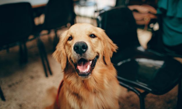 Dogs Can Sniff Out Stress, New Study Says