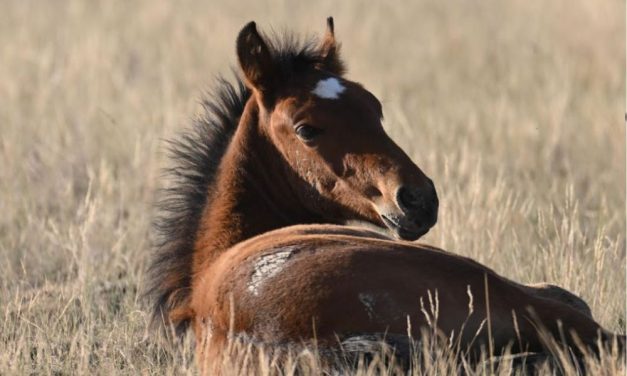 Wild Horse Allegedly Kicked Several Times During Deadly Nevada Roundup