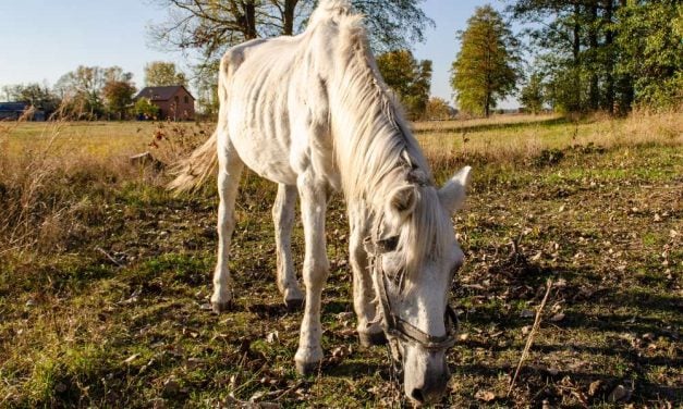 SIGN: Pass Ohio Bill to Make Cruelty to Horses a Felony