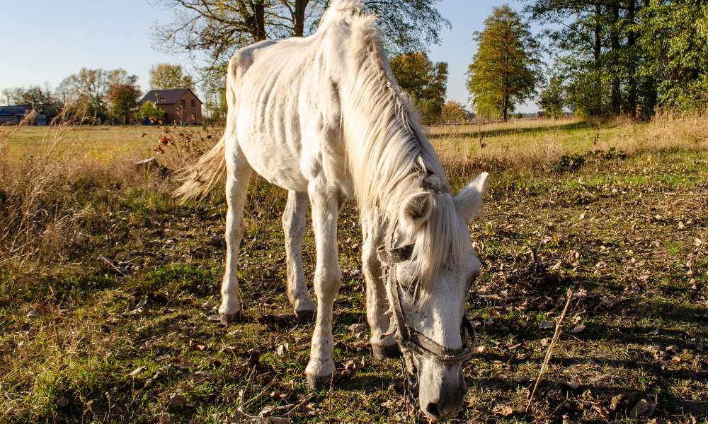 white starving horse eating grass