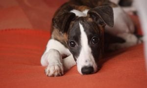 whippet laying on floor