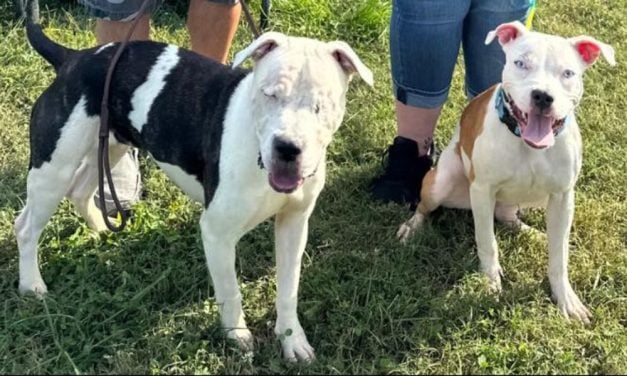 Blind Dog and Her Seeing-Eye Dog Pal Adopted Together After Being Abandoned