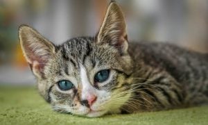 Cat with blue eyes