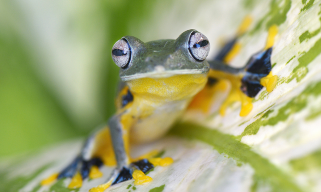 SIGN: Urge Congress to Protect Frogs, Fish, and Other Cold-Blooded Animals From Suffering