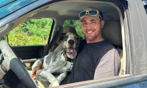 Great Dane and guardian in car