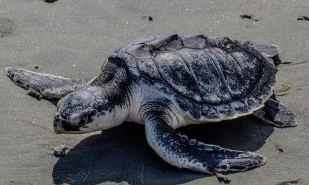 Rare Kemp’s Ridley Sea Turtle Sets Nesting Records in FL