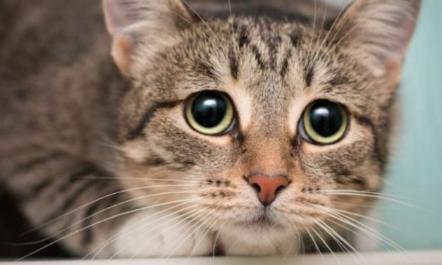 SIGN: Justice for Cat Punched in Head and Killed