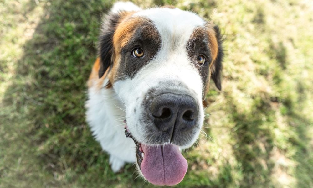 Saint Bernard mix