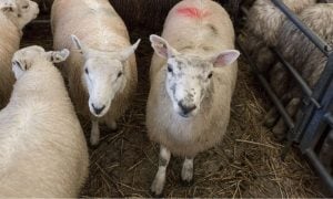 sheep at auction