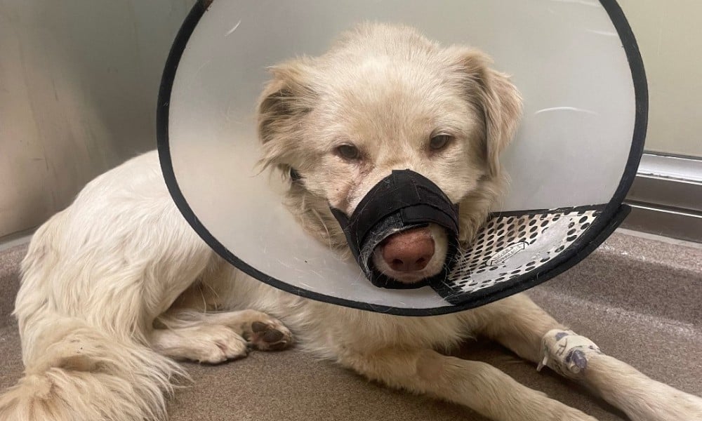 Light-colored dog with bandage and cone